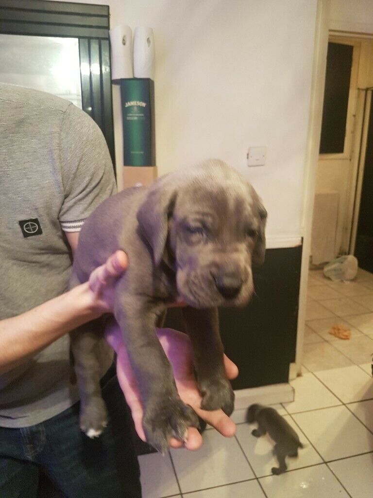 Very Chunky Blue Great Dane Puppies For Sale 